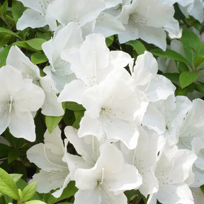 Azalea Encore White Julia - Willemse