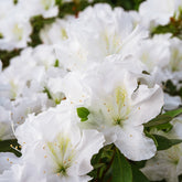 Azalea Encore White Julia - Rhododendron Encore White Julia  - Willemse