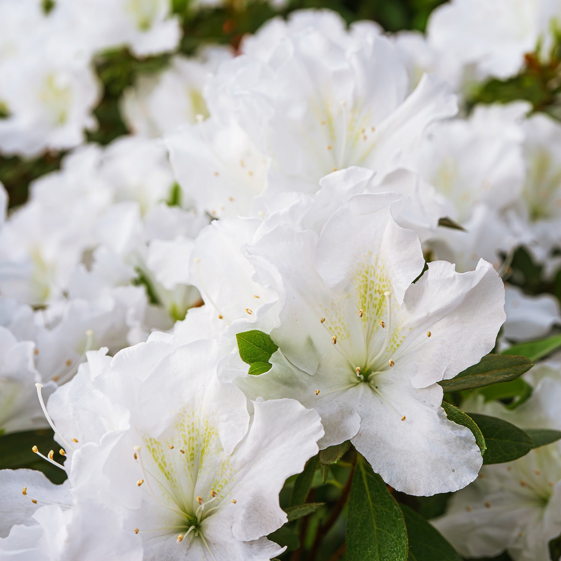 Azalea Encore White Julia - Rhododendron Encore White Julia  - Willemse