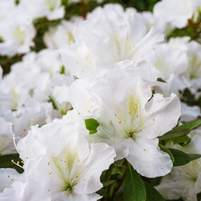Azalea Encore White Julia - Rhododendron Encore White Julia  - Willemse