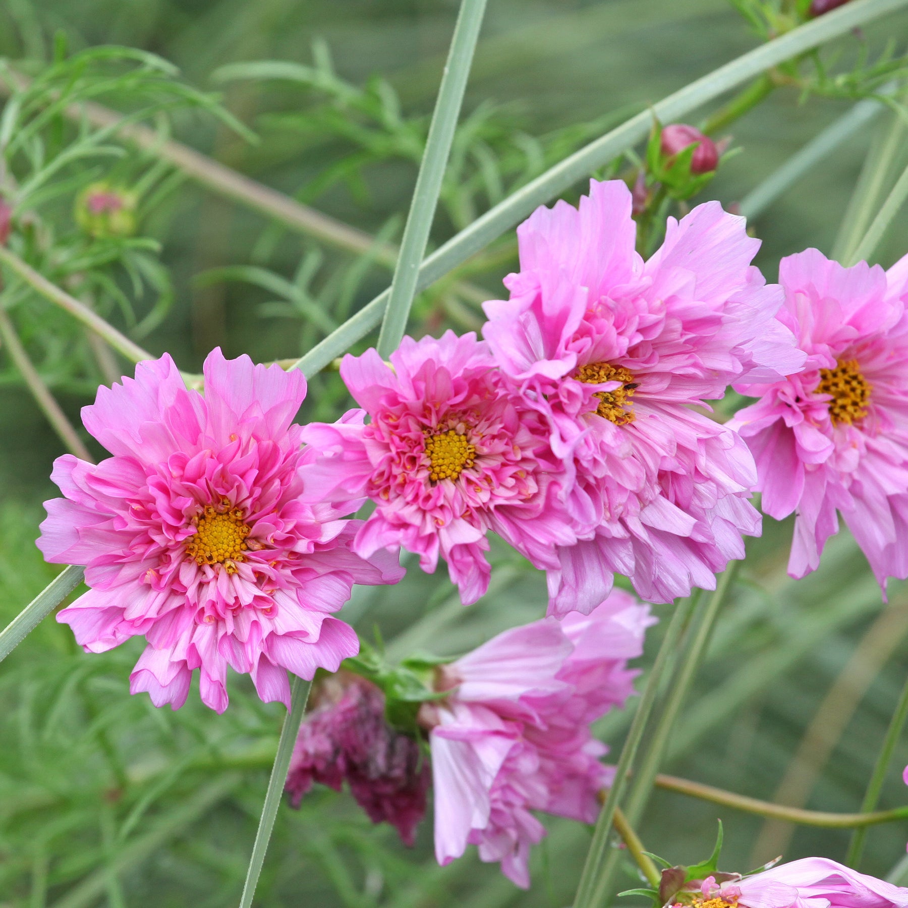 Schmuckkörbchen  'Double Dutch Rose' - Willemse