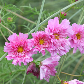 Schmuckkörbchen  'Double Dutch Rose' - Willemse