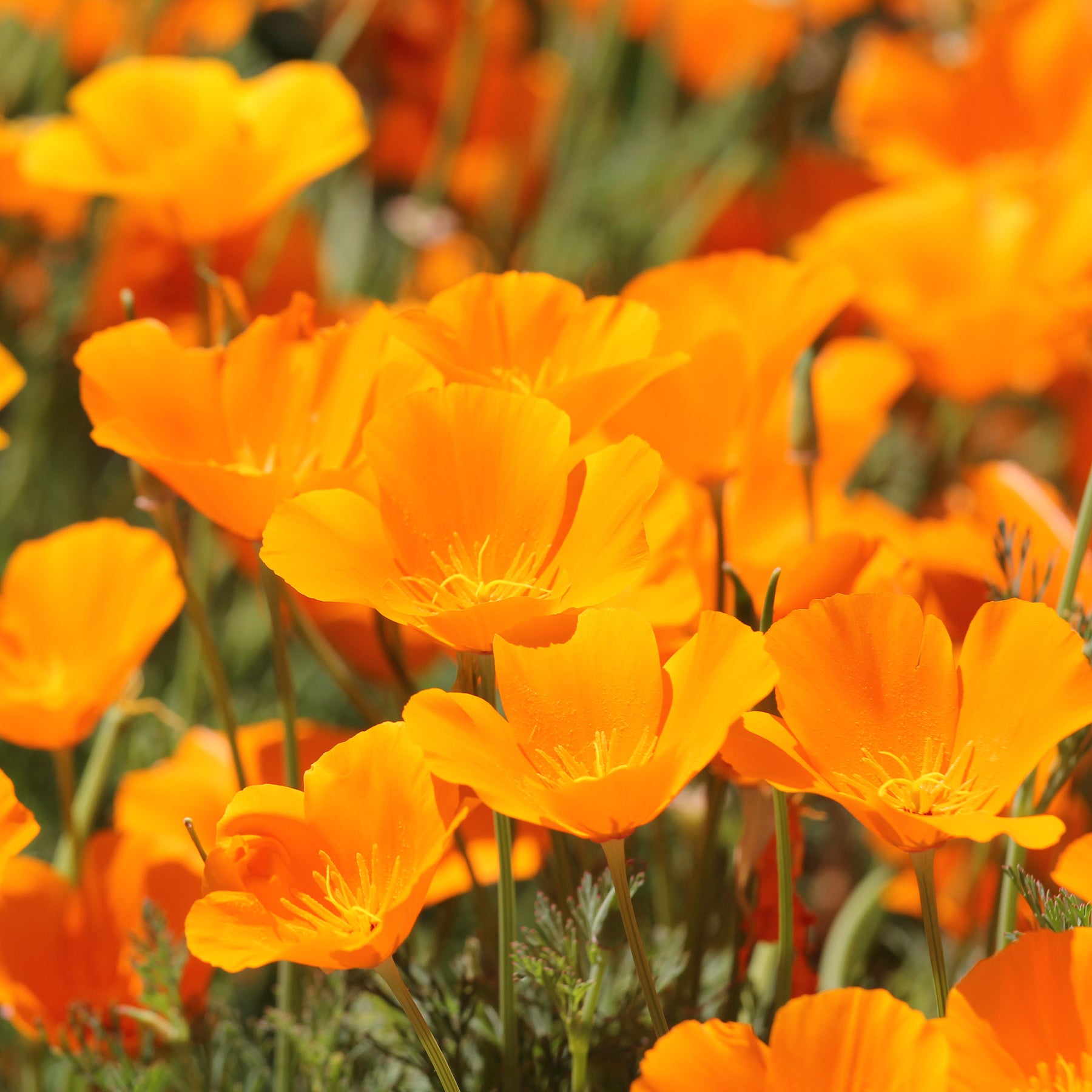 Kalifornischer Goldmohn - Willemse