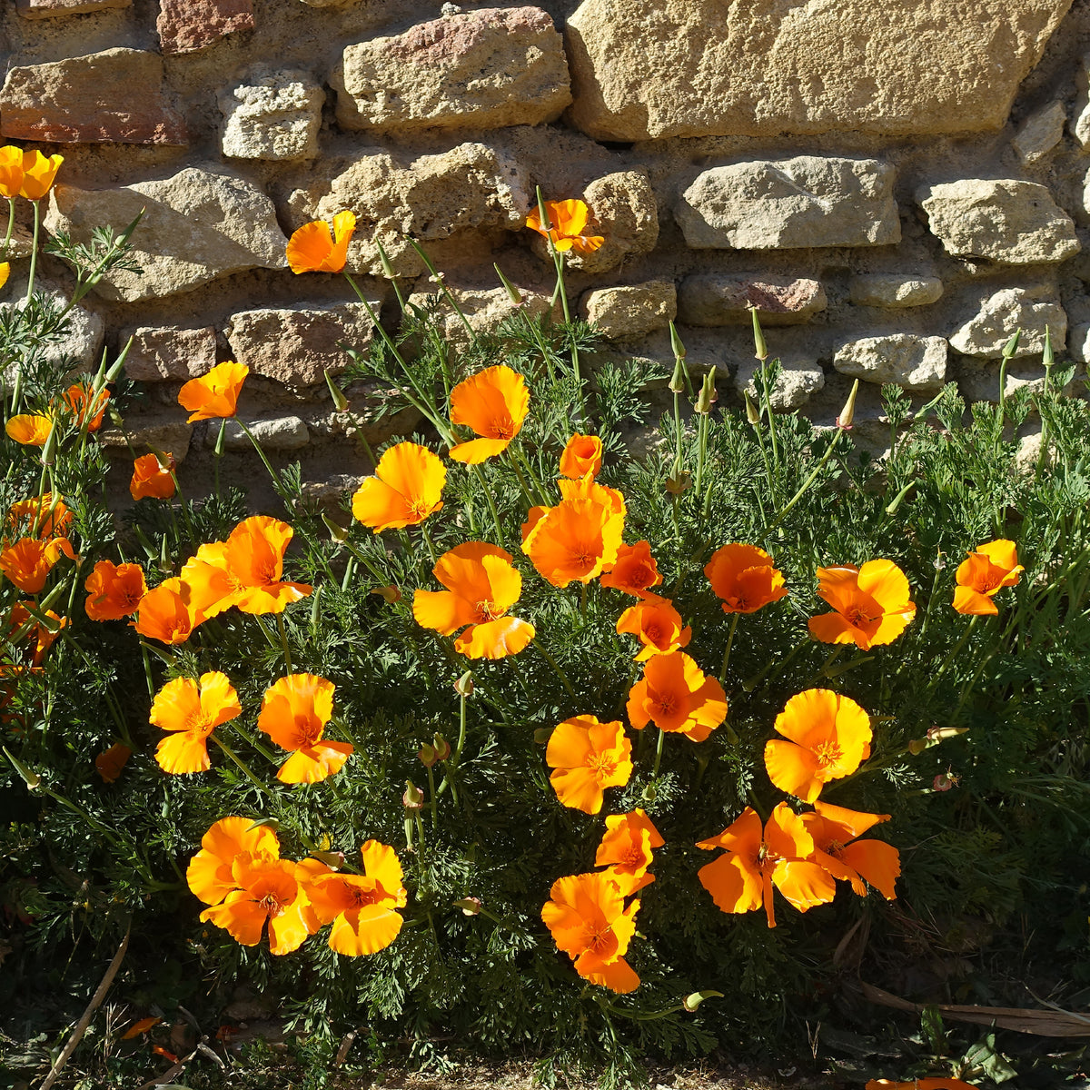Samen für essbare Blumen - Kalifornischer Goldmohn - Eschscholzia californica 'Aurantiaca'