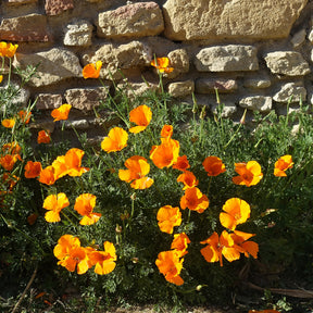 Samen für essbare Blumen - Kalifornischer Goldmohn - Eschscholzia californica 'Aurantiaca'