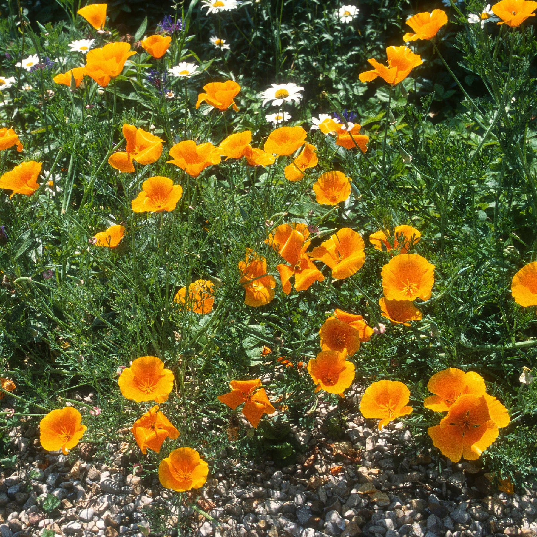 Kalifornischer Goldmohn - Eschscholzia californica 'Aurantiaca' - Willemse