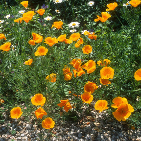 Kalifornischer Goldmohn - Eschscholzia californica 'Aurantiaca' - Willemse