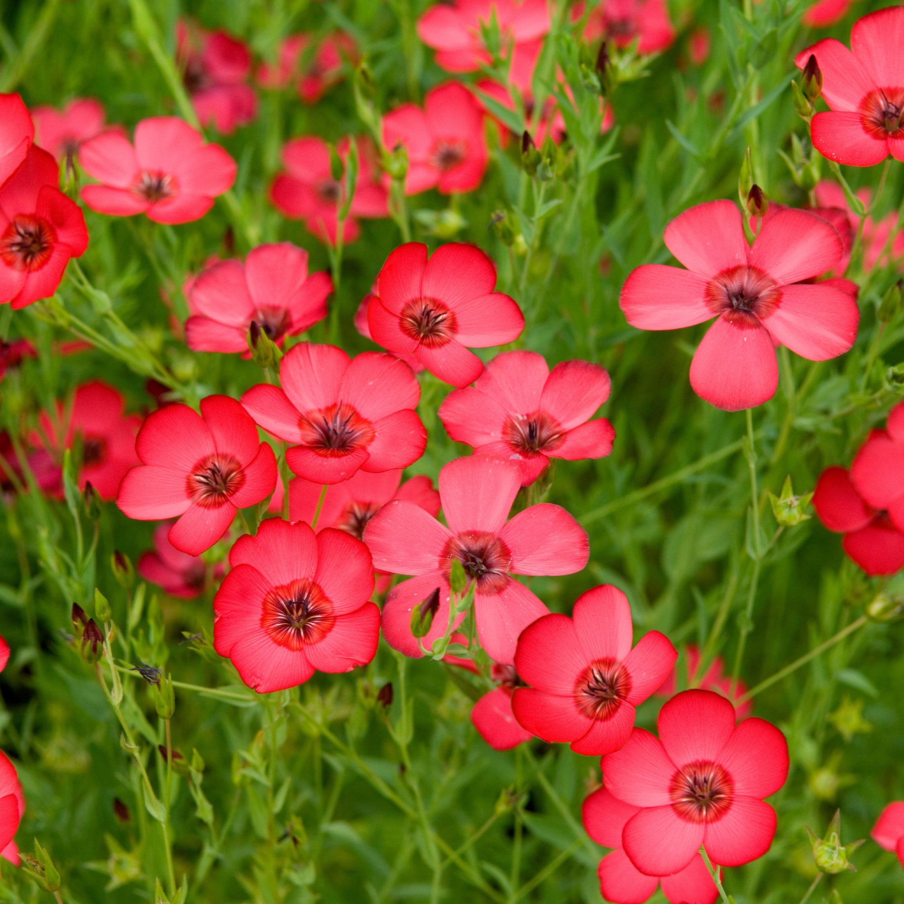 Roter Lein - Willemse