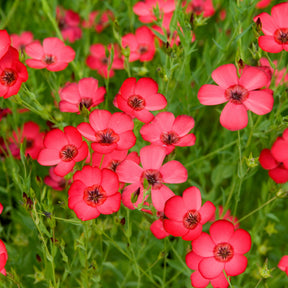 Roter Lein - Willemse