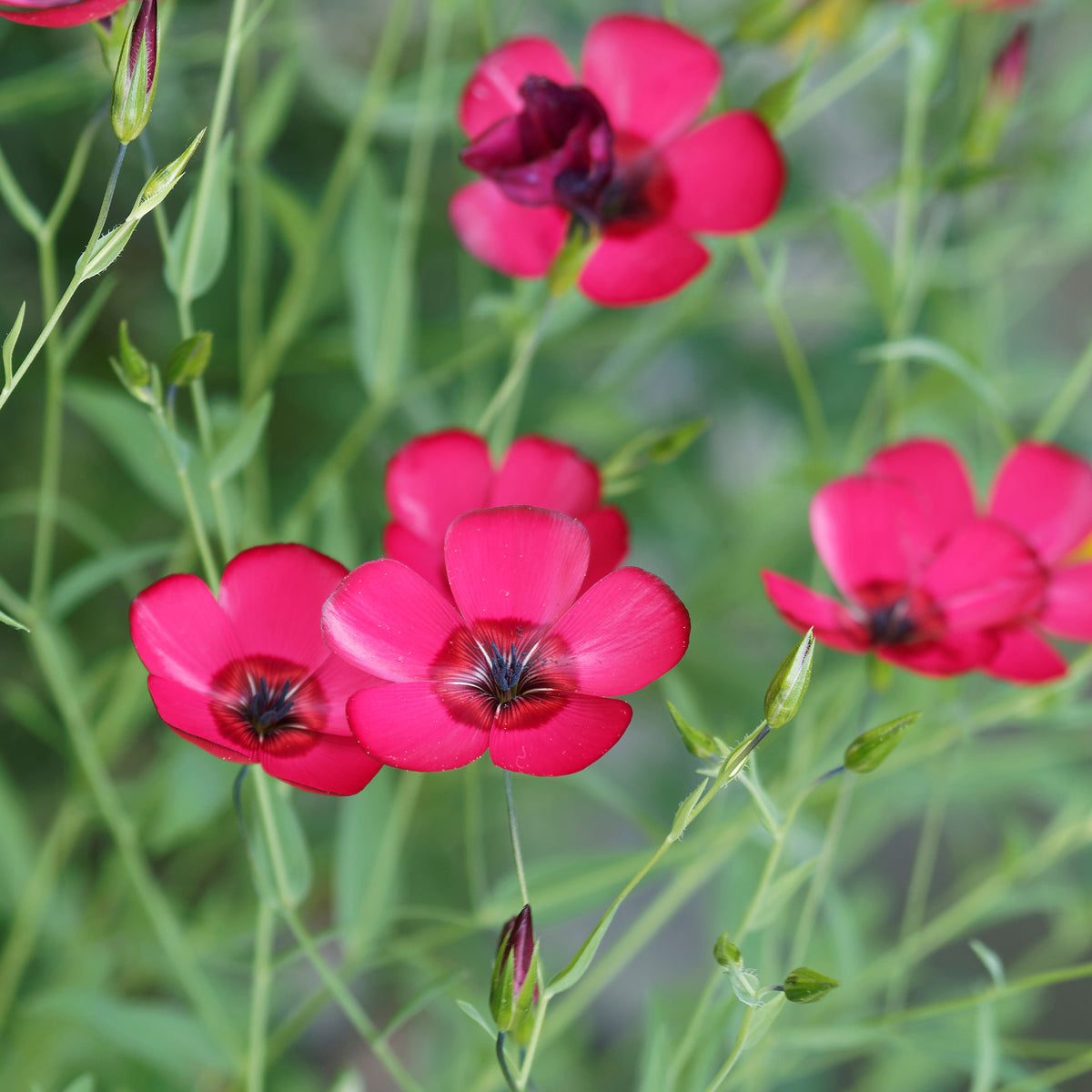Roter Lein - Linum grandiflorum 'Rubrum' - Willemse