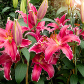 Lillium Gomera  - Lilie Gomera - Lilien-Zwiebeln