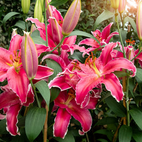 Lillium Gomera  - Lilie Gomera - Lilien-Zwiebeln