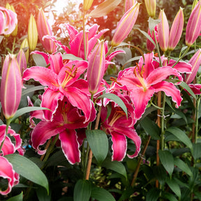 Lilie Gomera - Willemse