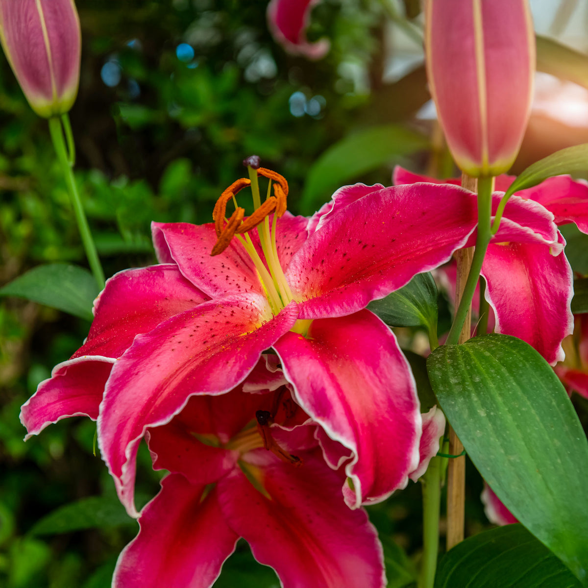 Lilie Gomera - Lillium Gomera  - Willemse
