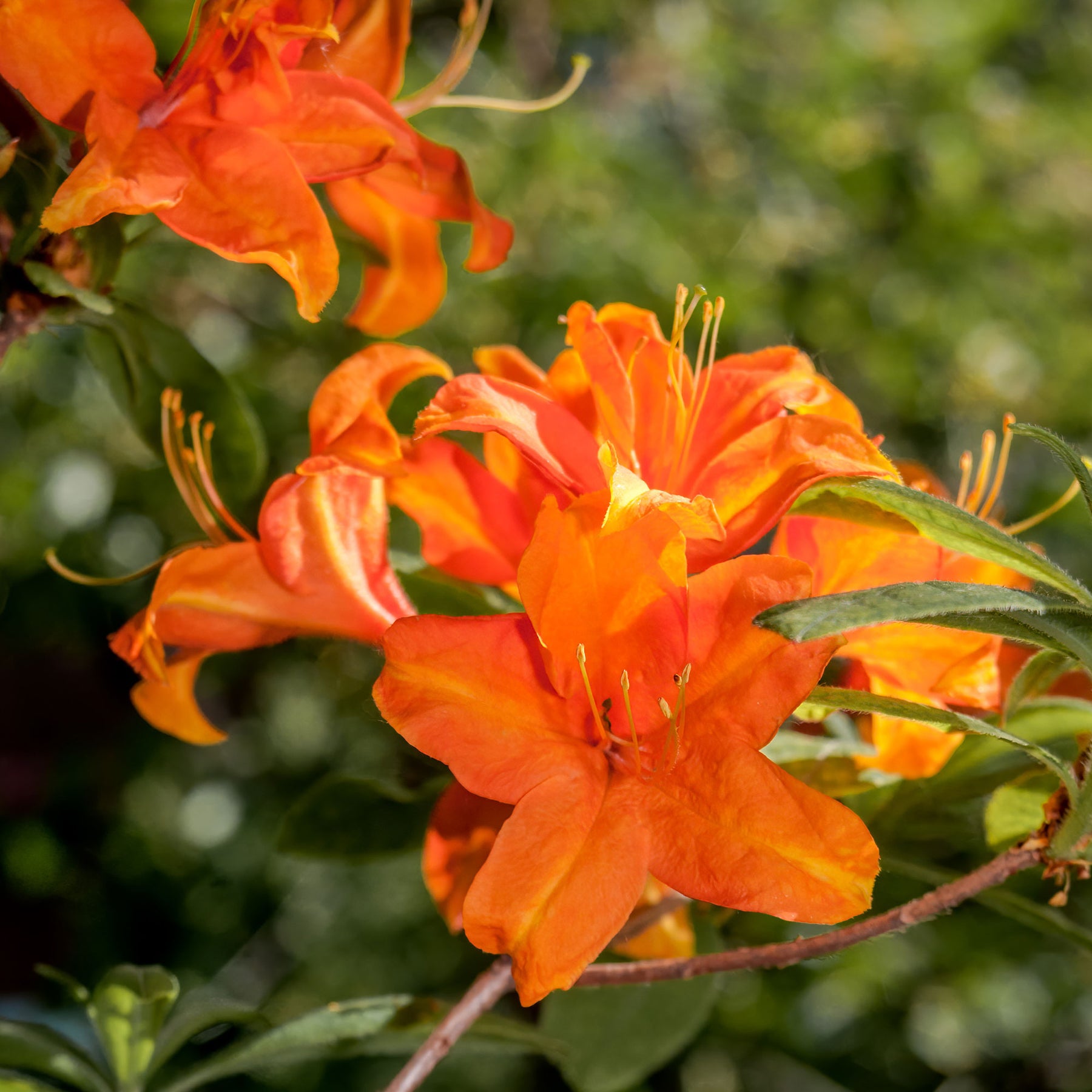 Sommergrüne Azalee 'Glowing Embers' - Willemse