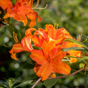 Sommergrüne Azalee 'Glowing Embers' - Willemse