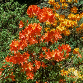 Sommergrüne Azalee 'Glowing Embers' - Rhododendron (Azalea) mollis Glowing Embers  - Willemse