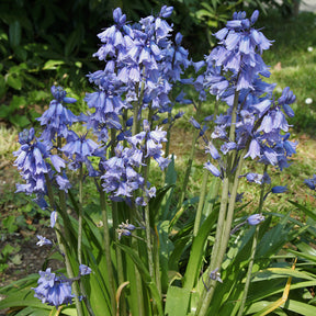 Blaues Spanisches Hasenglöckchen - Willemse