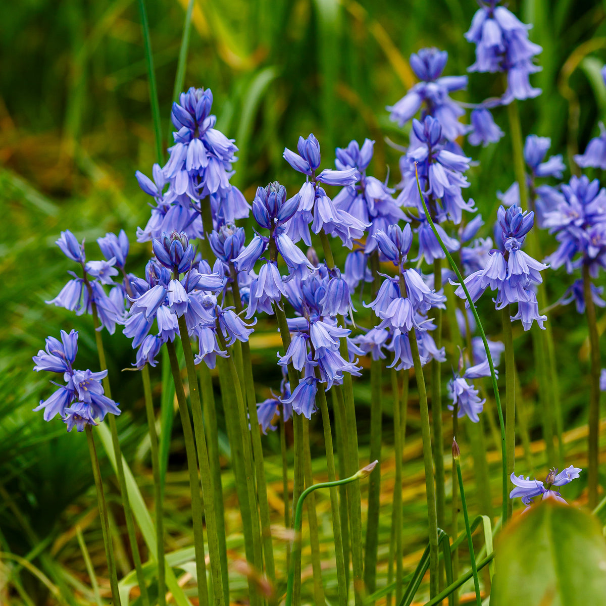 Blaues Spanisches Hasenglöckchen - Scilla campanulata blue - Willemse