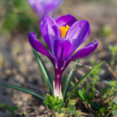 Krokus ‘Flower Record’ (x15) - Crocus vernus flower record - Willemse