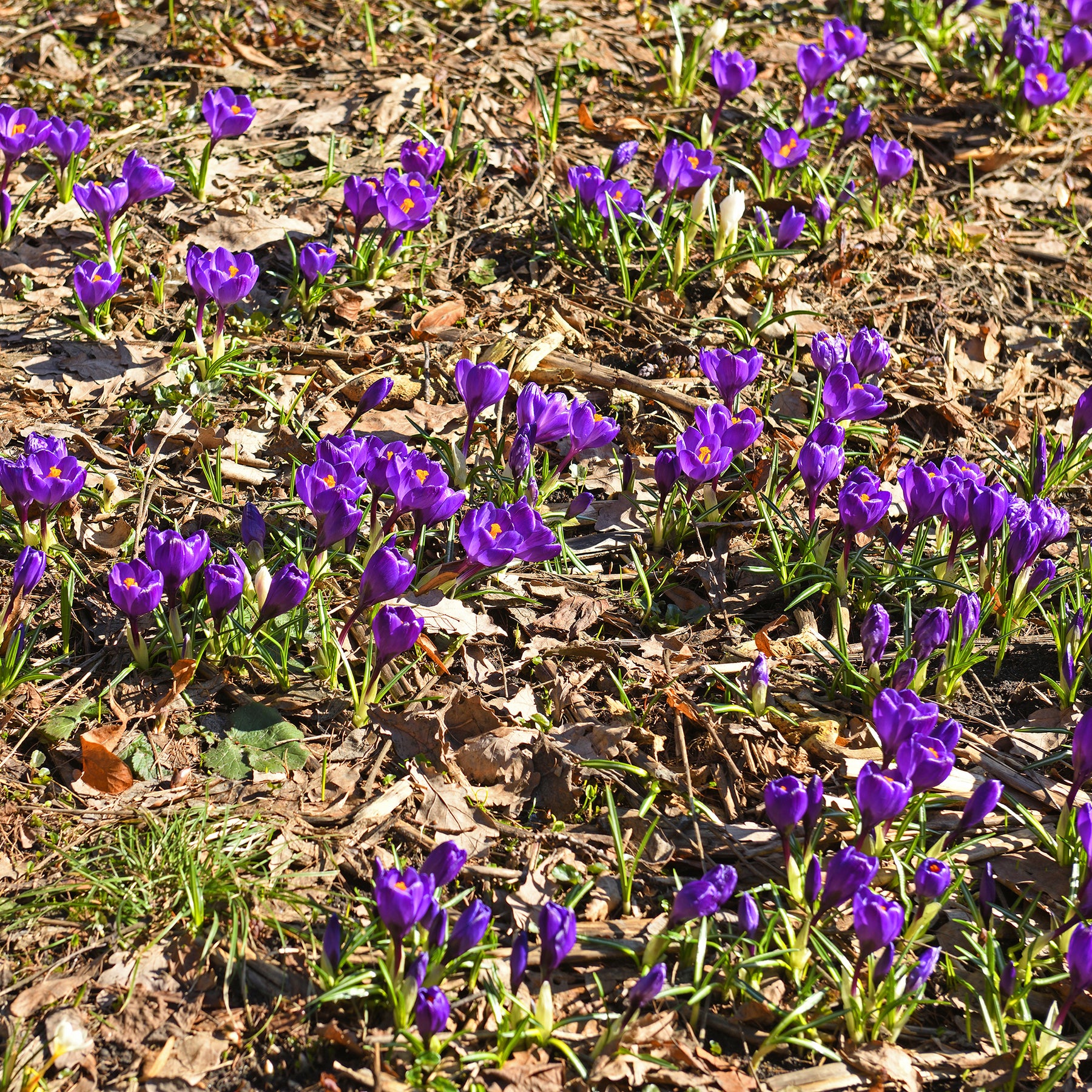 Krokus ‘Flower Record’ (x15) - Willemse