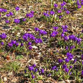 Krokus ‘Flower Record’ (x15) - Willemse