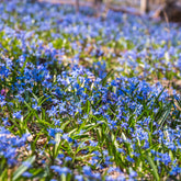 Sibirischer Blaustern - Scilla siberica - Willemse