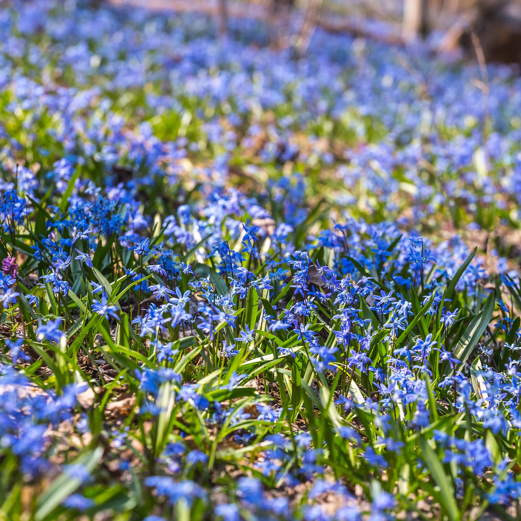 Sibirischer Blaustern - Scilla siberica - Willemse