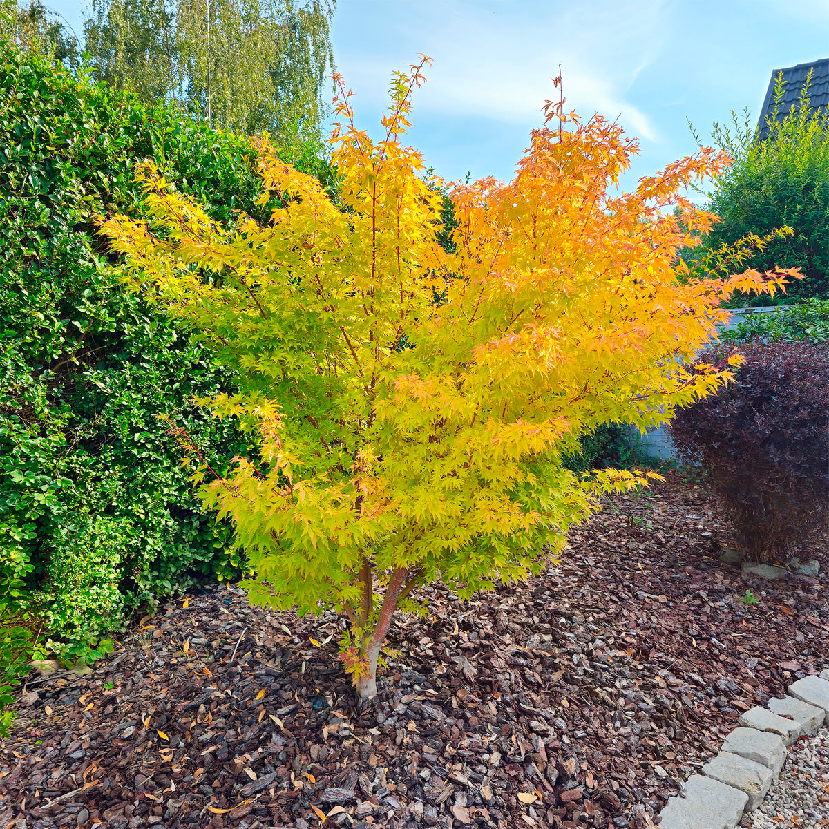 Verkauf Fächerahorn 'Orange Dream' - Japanischer Ahorn