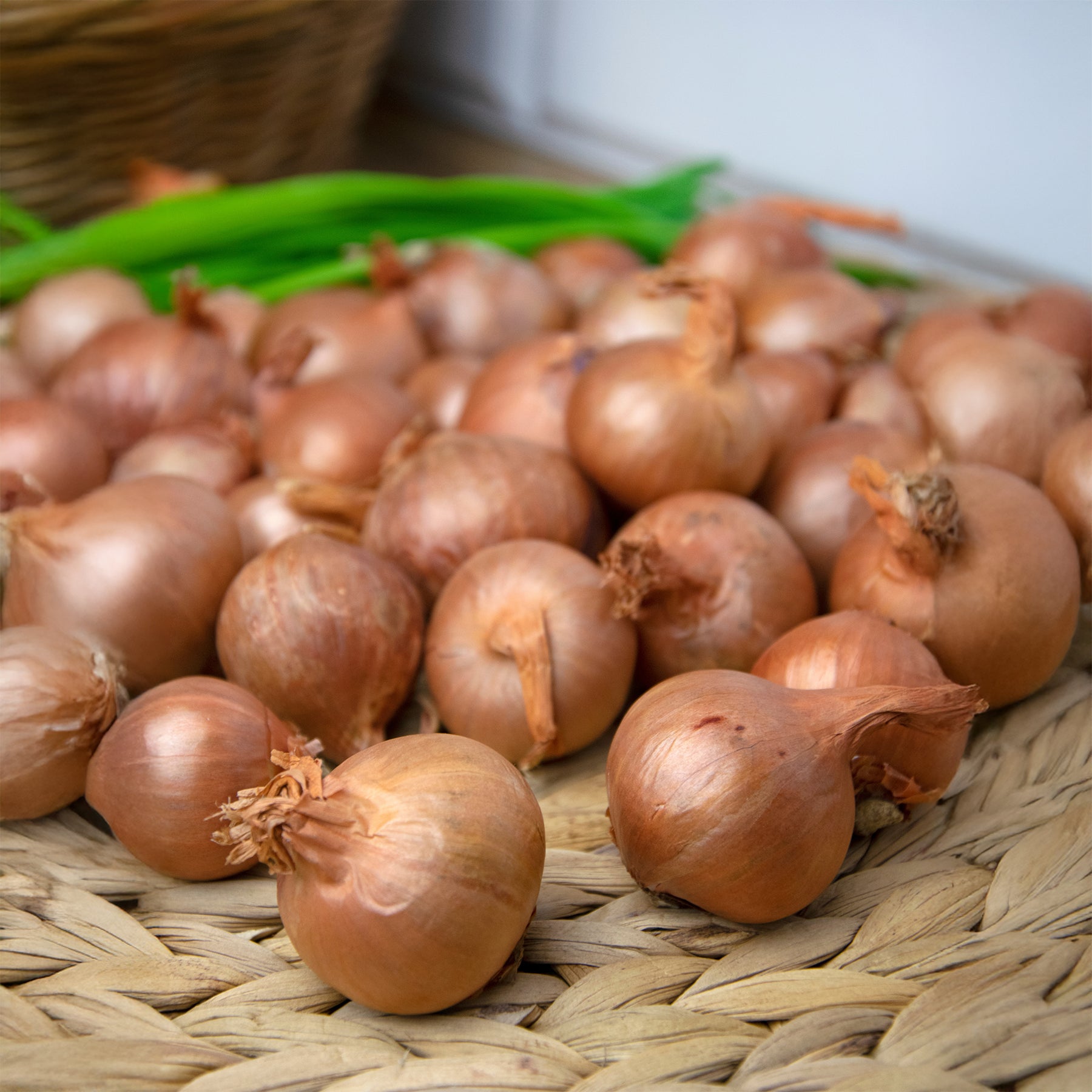 Rote Schalotte 'Red Sun' - Willemse