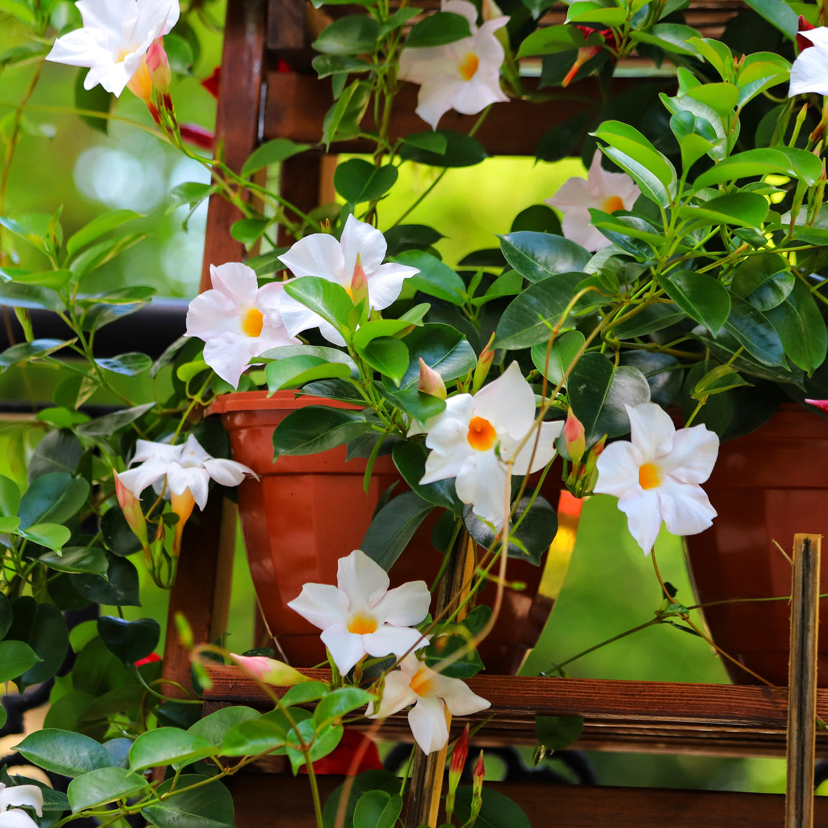 Dipladenie - Dipladenia - Willemse