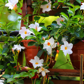 Dipladenie - Dipladenia - Willemse