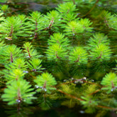 Myriophyllum rubricaule Red Stem - Tausendblatt 'Red Stem' - Wasserpflanzen nach Teichtyp