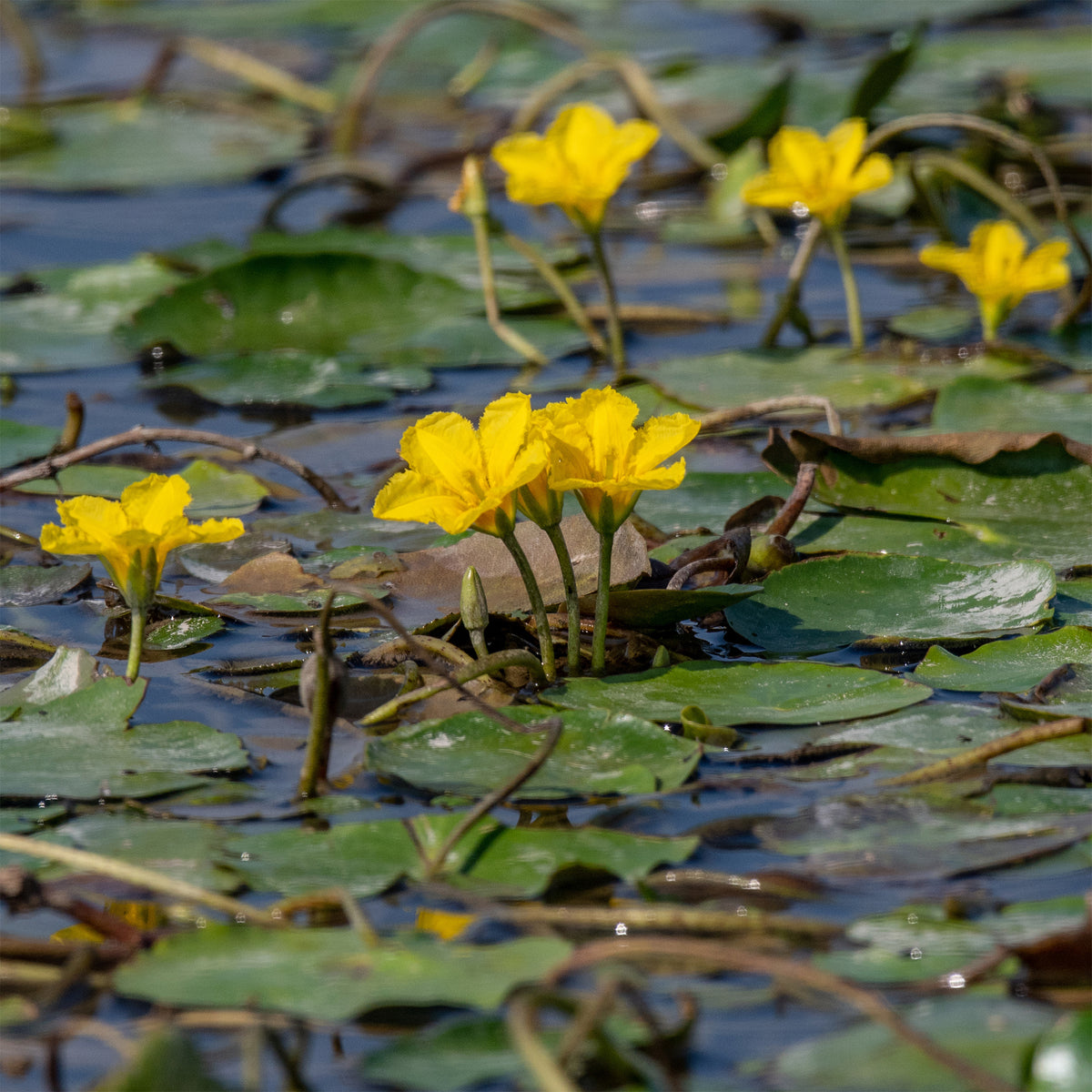 Limnantheme Falsche Seerose - Nymphoides peltata - Willemse