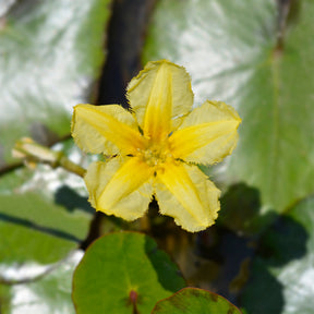 Verkauf Limnantheme Falsche Seerose - Nymphoides peltata