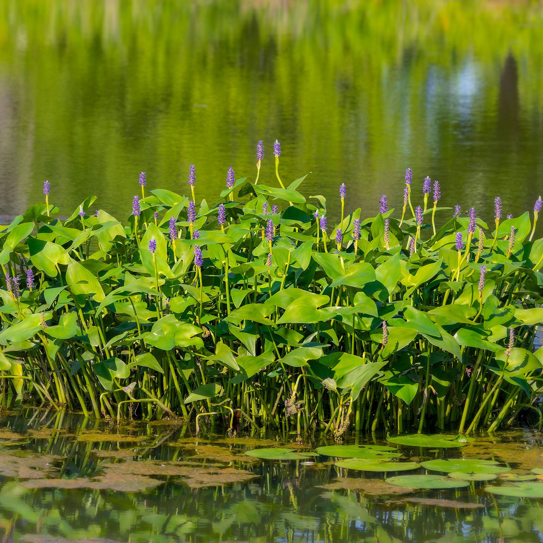 Herzblättrige Ponterdeie - Pontederia cordata - Willemse