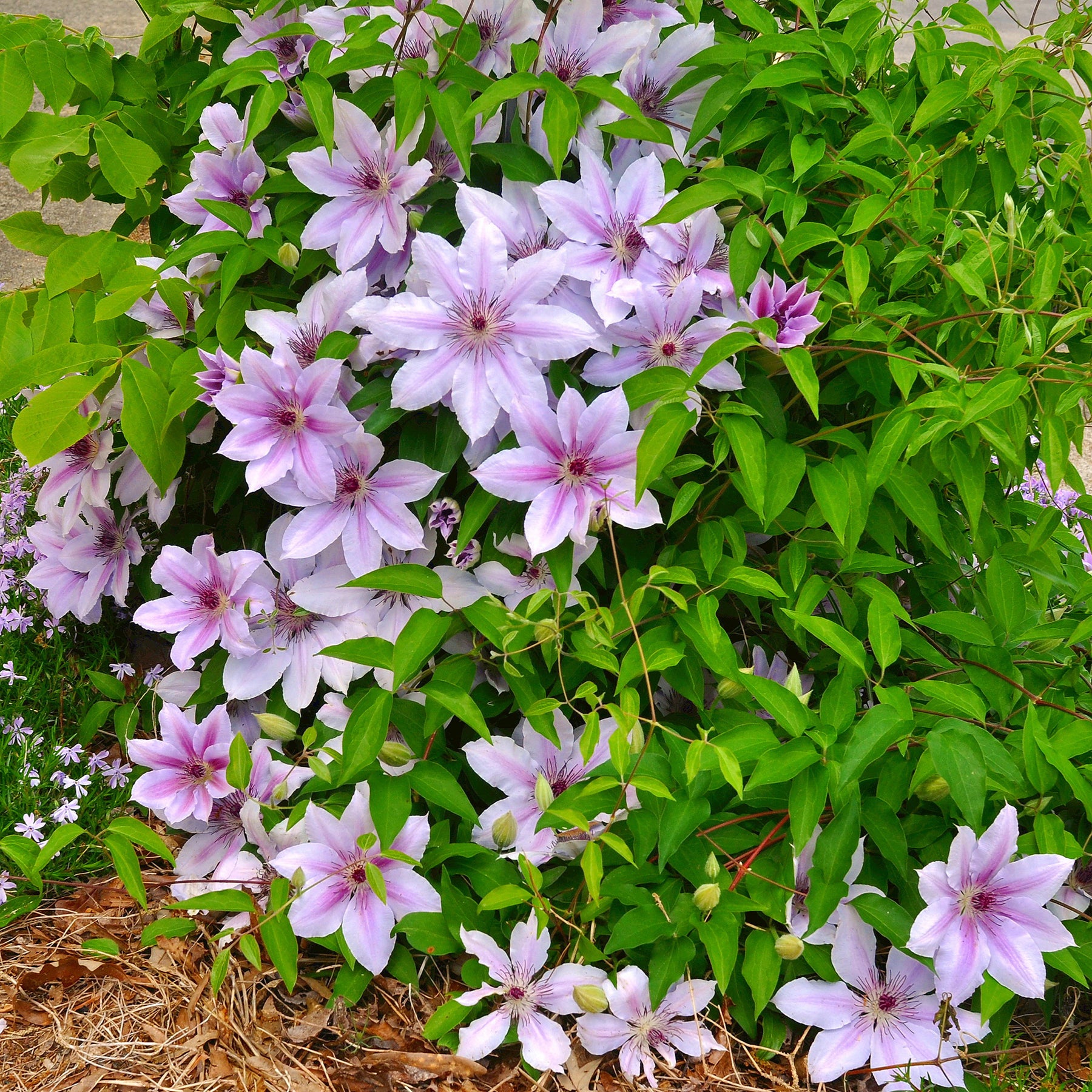 Clematis - Waldrebe 'Nelly Moser' - Clematis 'nelly moser'