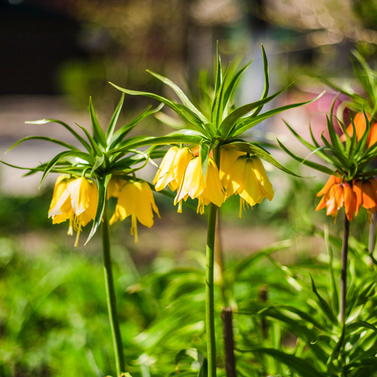 Kaiserkrone 'Lutea' - Fritillaria imperialis - Willemse