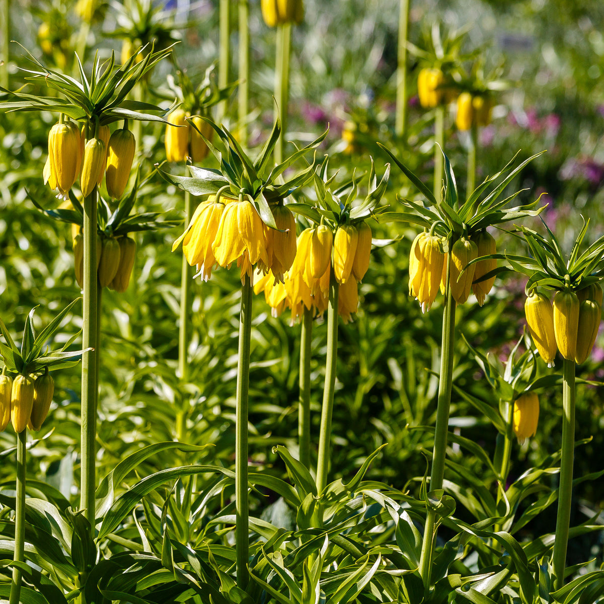Verkauf Kaiserkrone 'Lutea' - Fritillaria imperialis