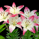 Lilium lollypop - Asiatische Lilien ‘Lollypop’ (x3) - Lilien-Zwiebeln