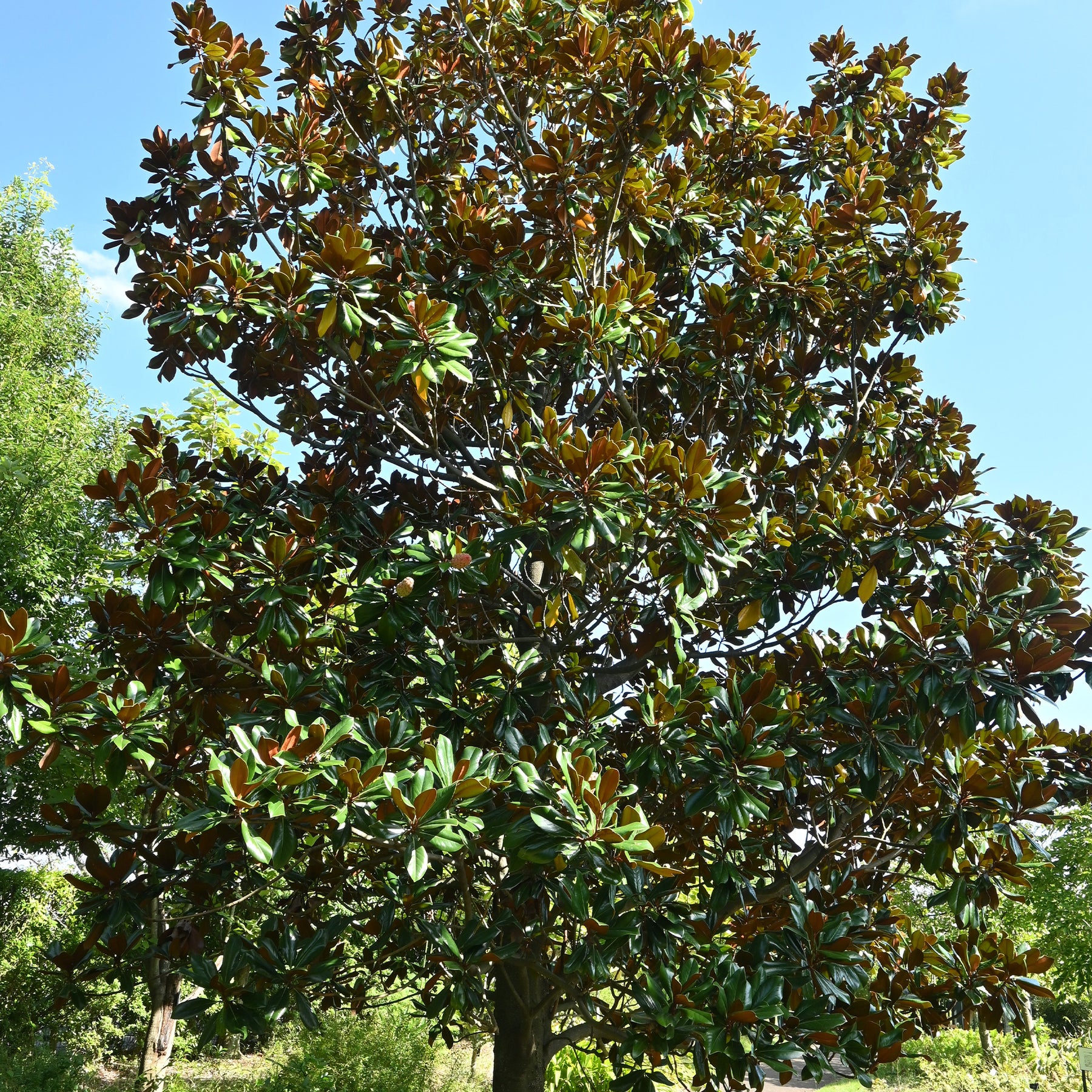 Großblütige Magnolie - Willemse