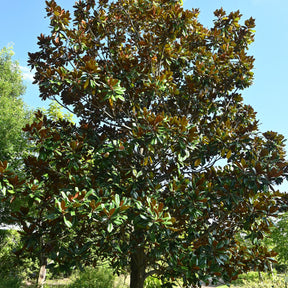 Großblütige Magnolie - Willemse