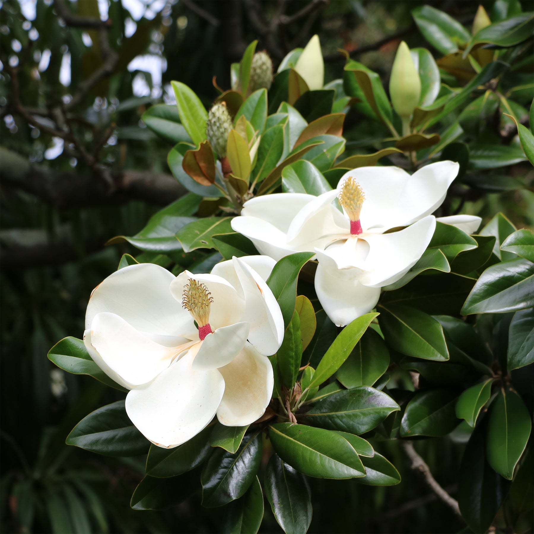 Großblütige Magnolie - Magnolia grandiflora - Willemse