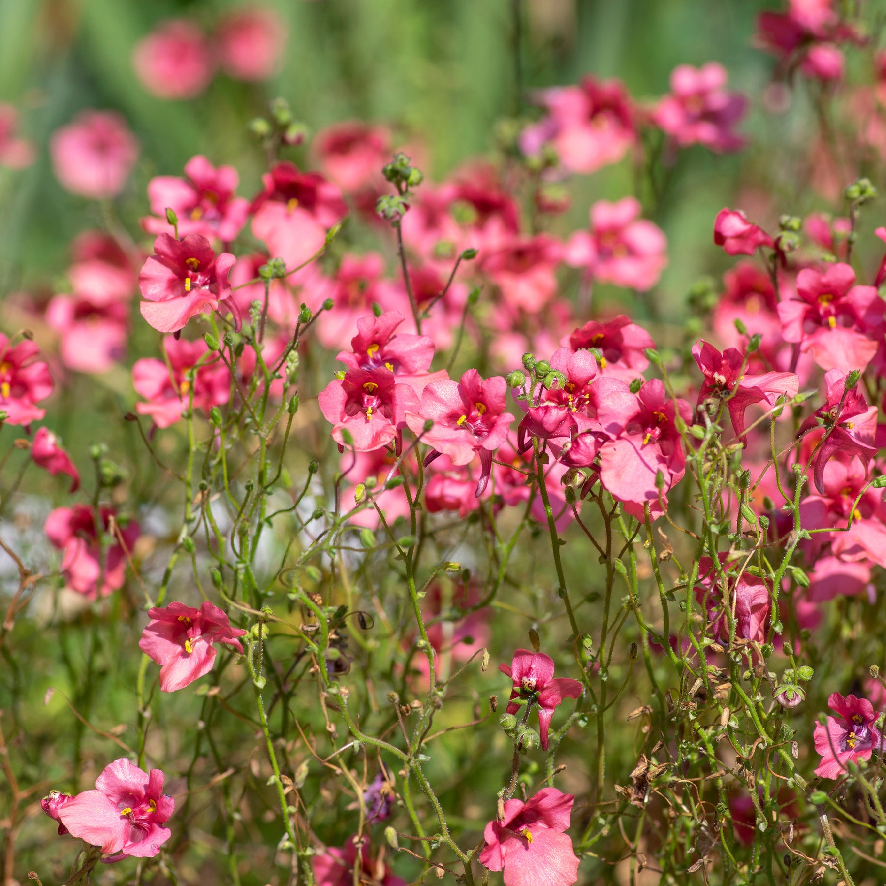 rosa Zwergsporn - Diascia fetcaniensis - Willemse