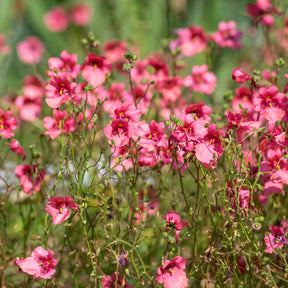 rosa Zwergsporn - Diascia fetcaniensis - Willemse