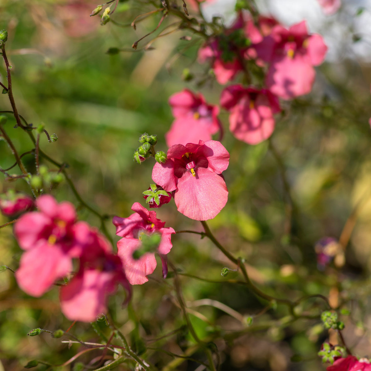 rosa Zwergsporn - Willemse