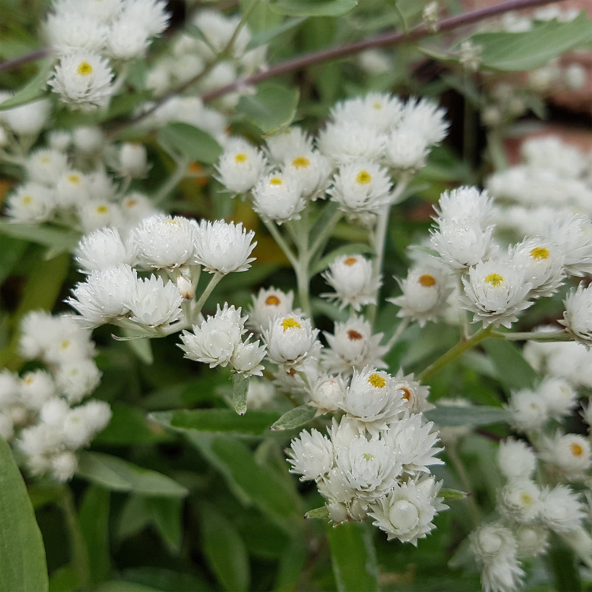 Großes Perlkörbchen Neuschnee - Anaphalis margaritacea neuschnee - Willemse