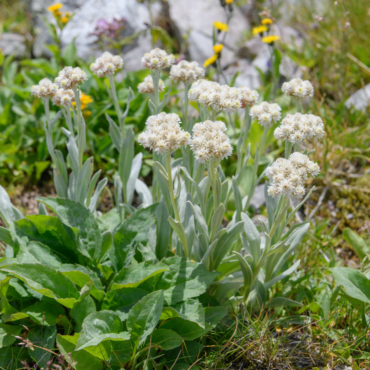 Alpen-Perlkörbchen - Willemse