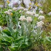 Alpen-Perlkörbchen - Willemse