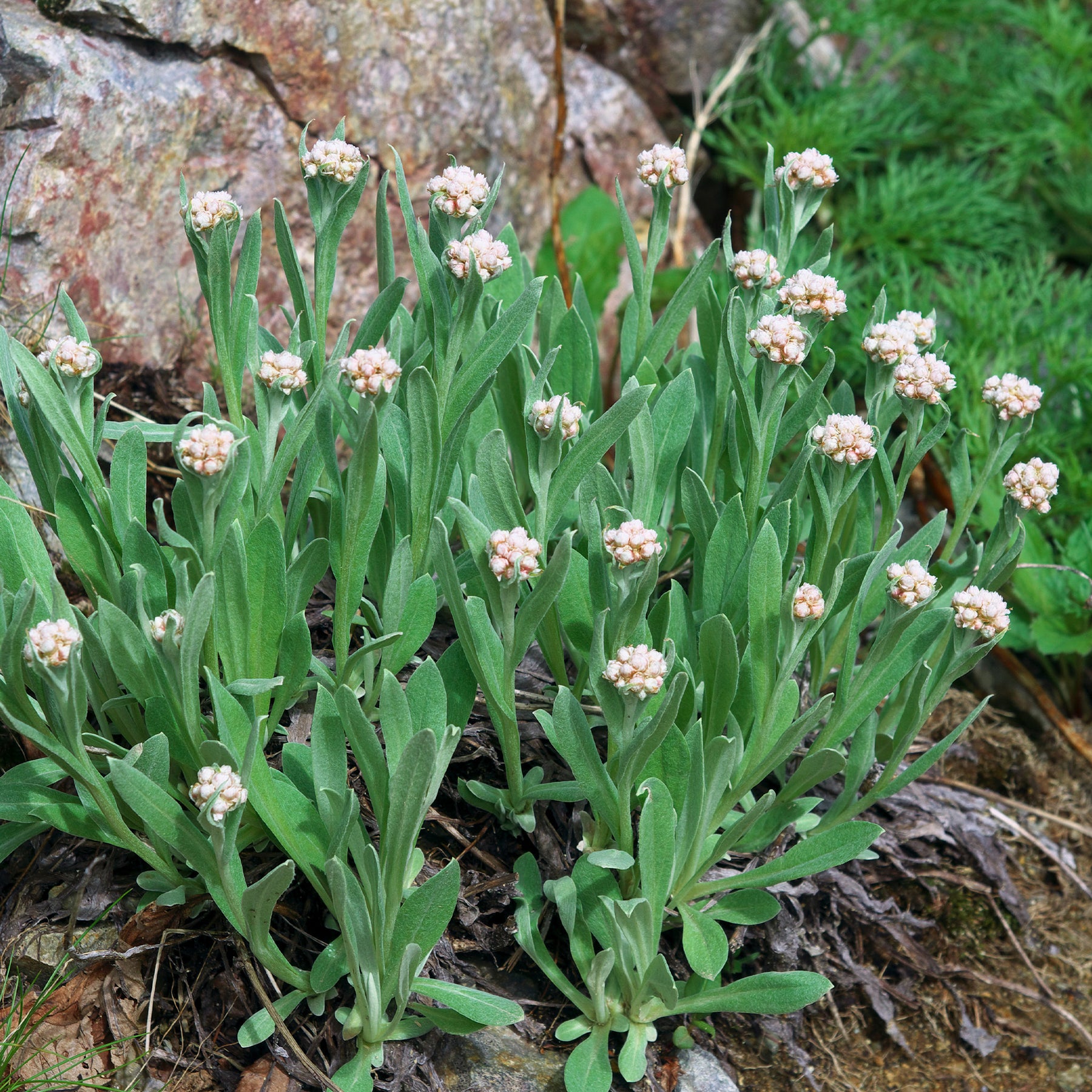 Alpen-Perlkörbchen - Anaphalis alpicola - Willemse